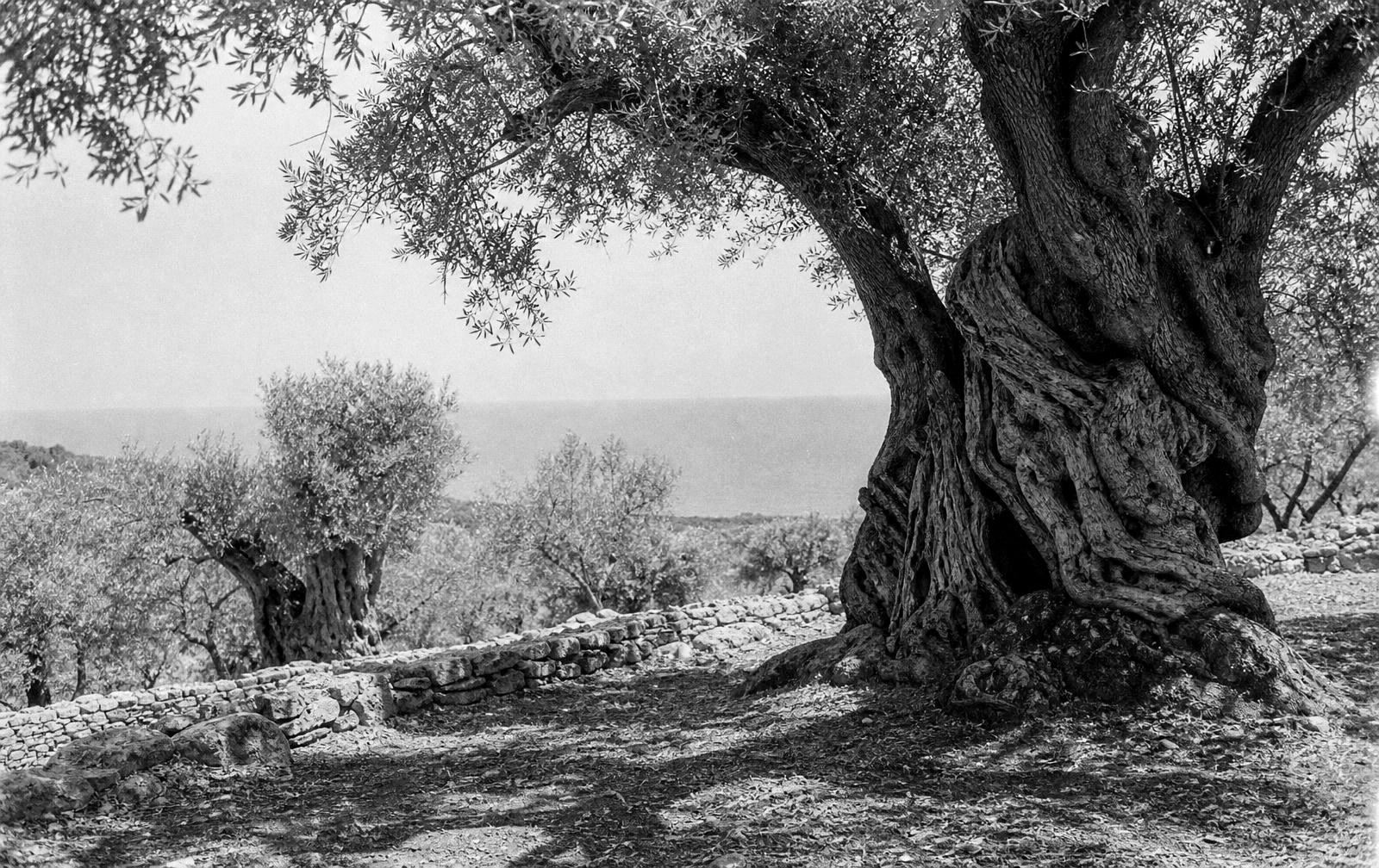 An old olive grove in the Mediterranean hills