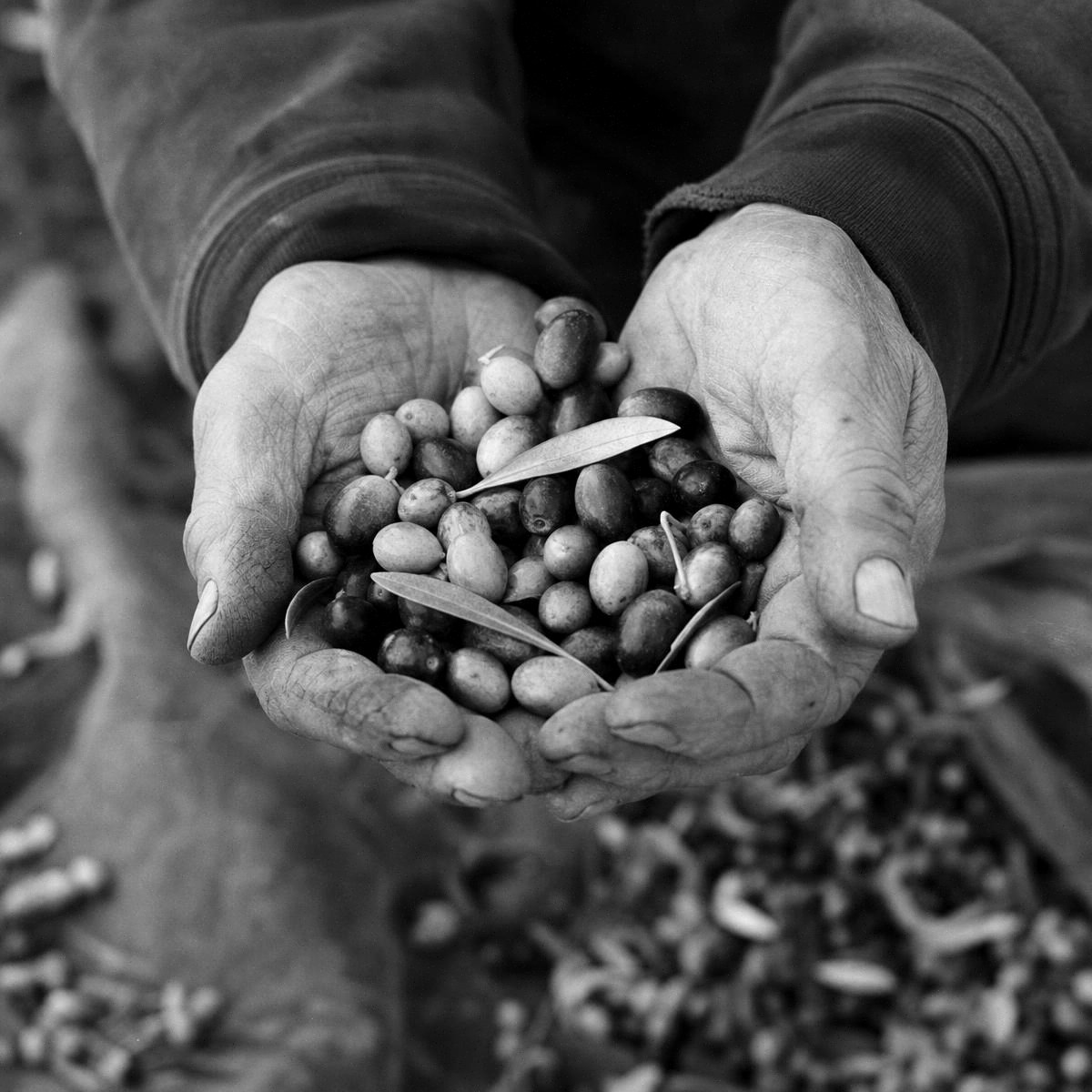 Two hands cradling freshly picked olives